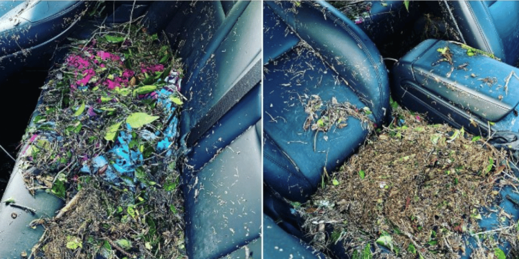 tesla résout enfin le problème de la pluie avec une nouvelle technologie innovante améliorant la sécurité et le confort des conducteurs.